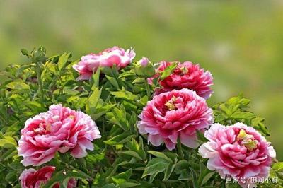 國色天香 牡丹與芍藥的華美競放