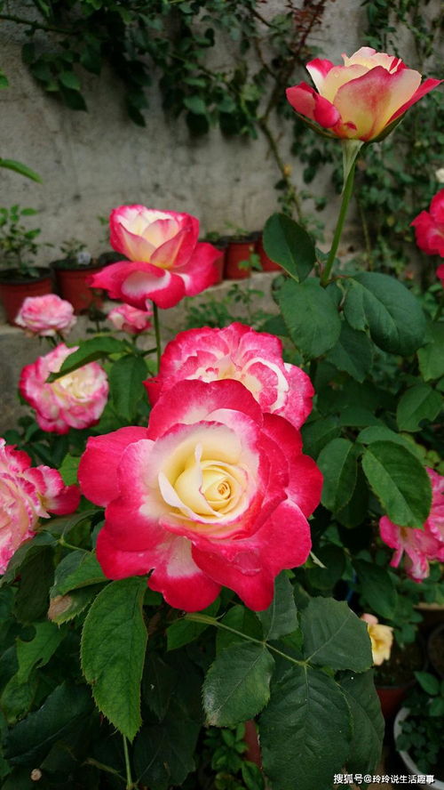 賞花何必獨牡丹？精品月季“紅雙喜”，花中皇后更勝芳